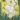 narcissus_multiflowered_mix_narcisz_csokros_szinkeverek