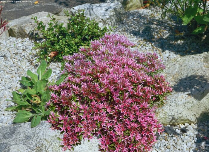 Sedum spurium 'Spot on Pink' / Varjúháj