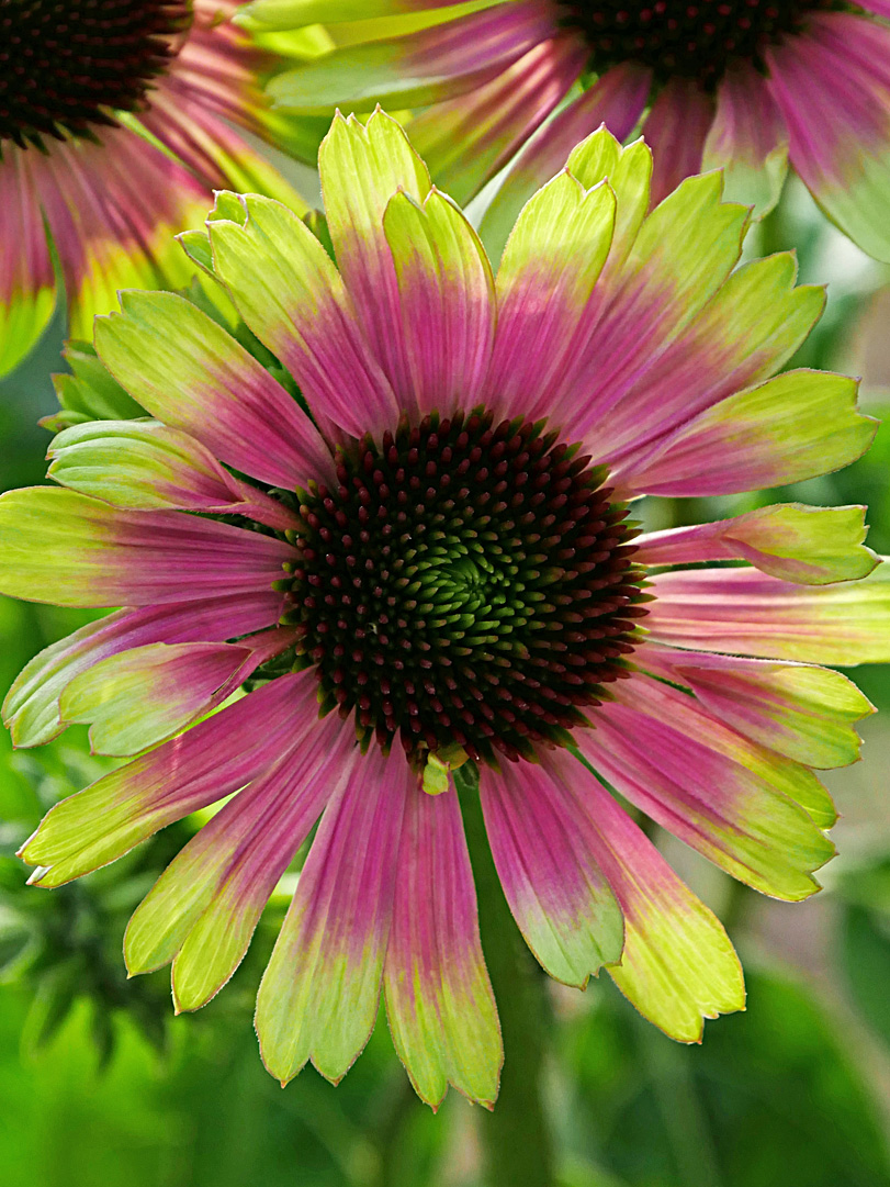 Echinacea purpurea ’Vintage Lime’ / Bíbor kasvirág