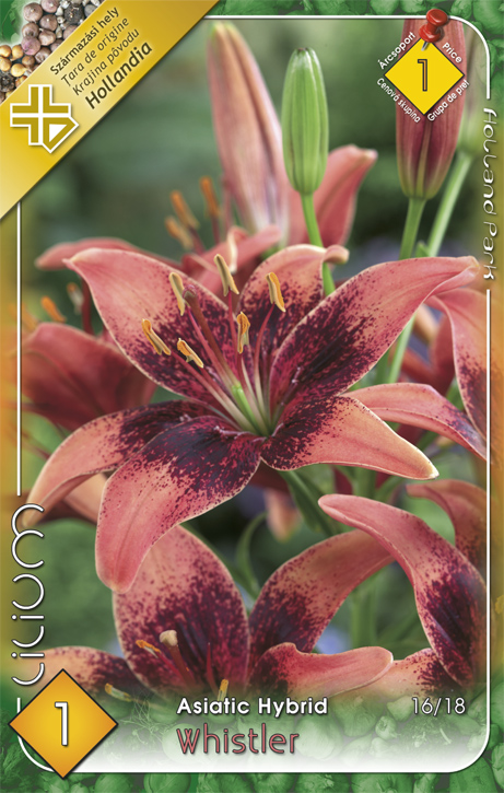 Lilium Asiatic Whistler / Ázsiai liliom virághagyma