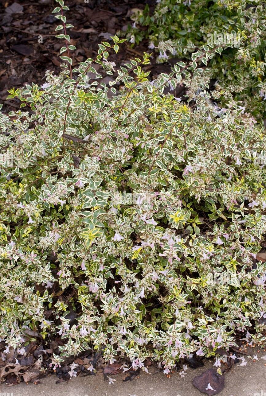 Abelia grandiflora ’Hopleys’ /  Nagyvirágú Tárnicslonc