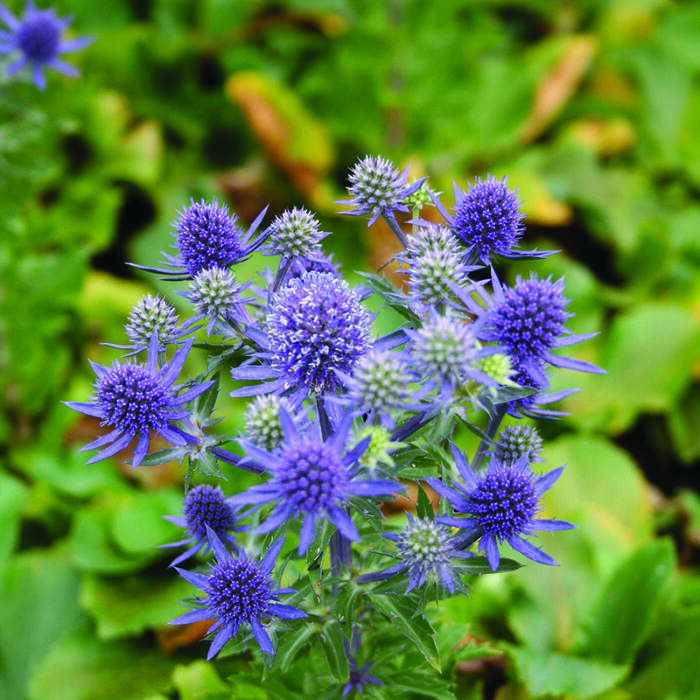 Eryngium planum 'Blue Hobbit' / Kék iringó