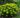 euphorbia-polychroma-kutyatej
