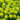 euphorbia_polychroma_szinevalto_kutyatej