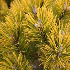 Pinus mugo &apos;Winter Gold&apos; / Aranylombú havasi törpefenyő