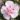 Hibiscus-cerneus-plenus