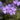 Creeping Phlox Purple Beauty
