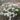 dianthus-grandiflora-la-bourboule-white