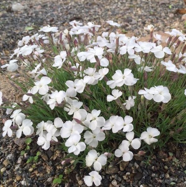 Dianthus gratianopolitanus ’La Bourboule White’ / Pünkösdi szegfű