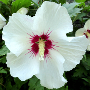 Hibiscus syriacus &apos;Red Heart&apos; - Fehér virágú mályvacserje