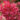 hydrangea-paniculata-diamond-rouge