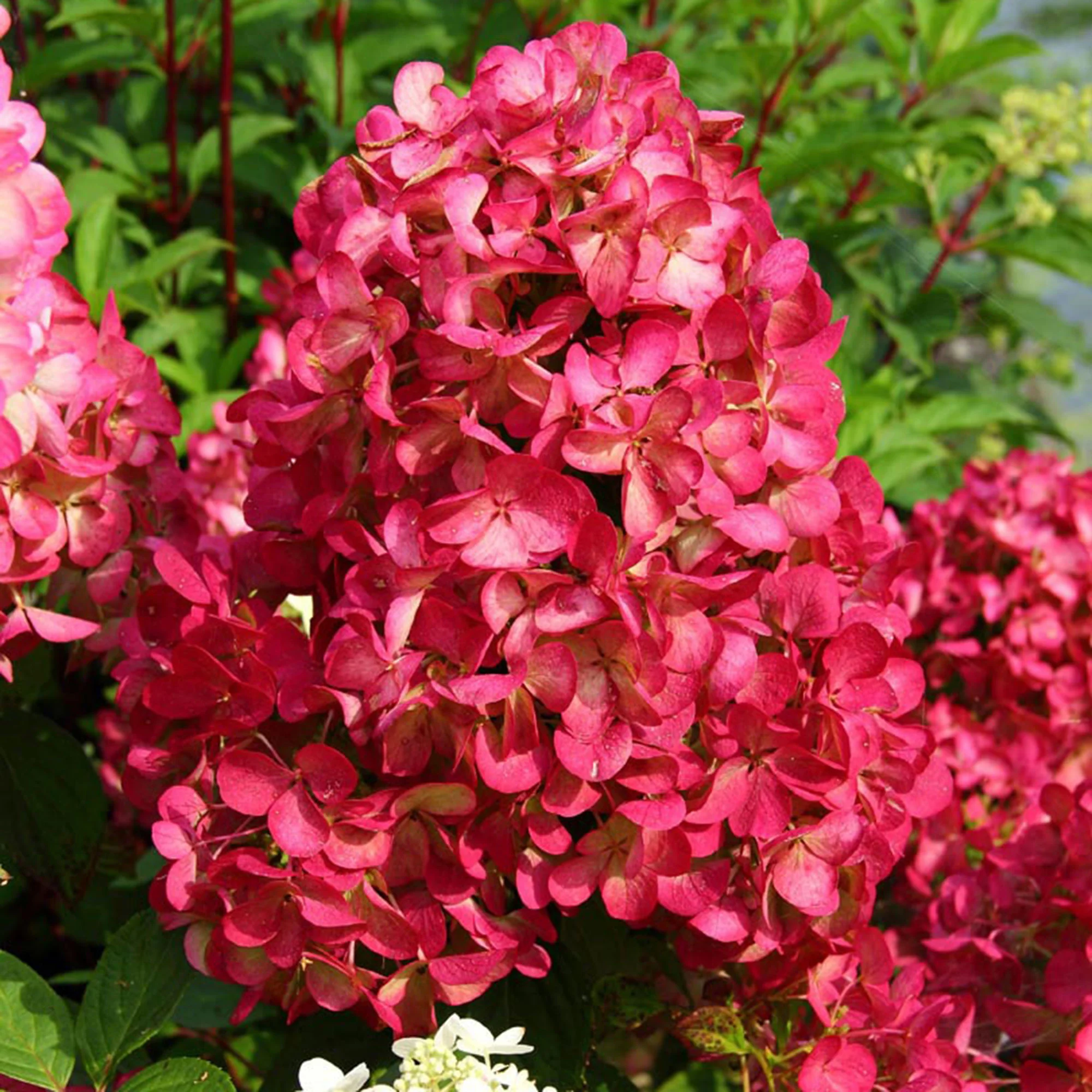 Hydrangea paniculata ’Diamant Rouge’ / Bugás hortenzia - Image 2
