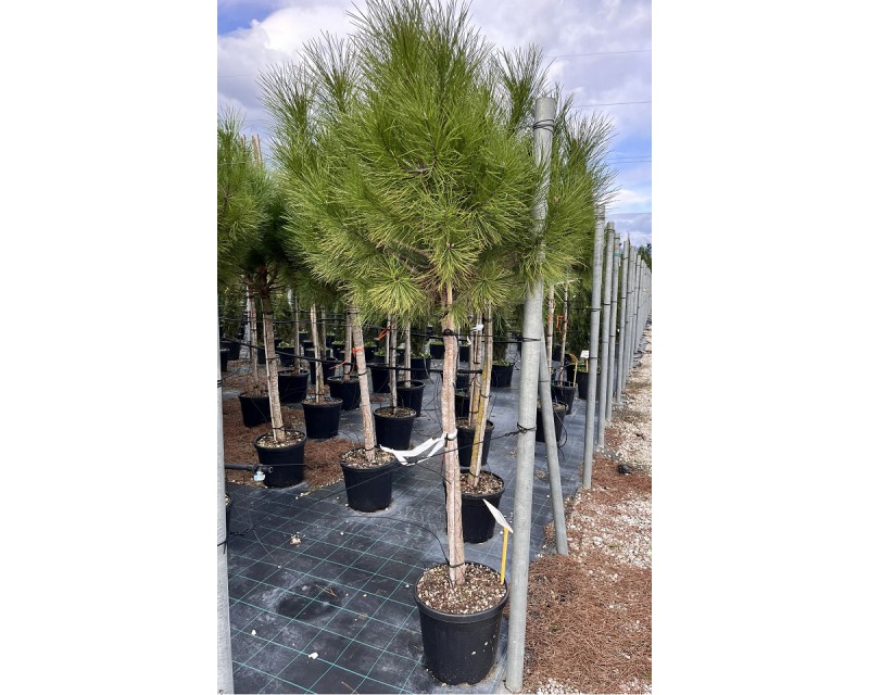 Pinus Pinea MT100 / Mandulafenyő (Magastörzsű)
