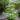 Viburnum_plicatum_Kilimanjaro_0009382__38909