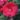 hibiscus-cranberry-crush