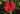 hibiscus-fireball