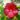 hibiscus geant red