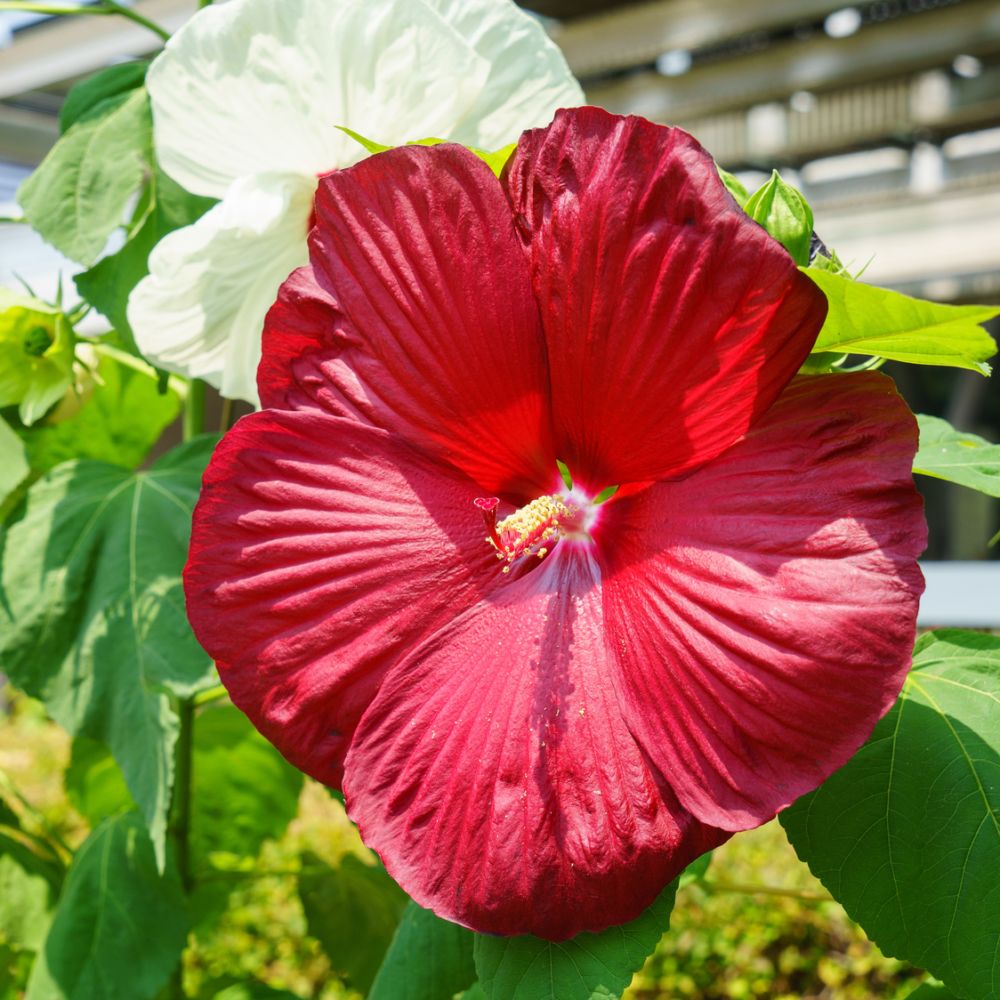 Hibiscus moscheutos Carousel 'Geant Red' / Mocsári mályva (piros)
