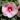 hibiscus-pink-candy
