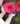 hibiscus-pink-passion