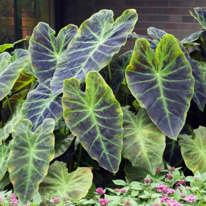 Colocasia esculenta 'Illustris' / Elefántfül