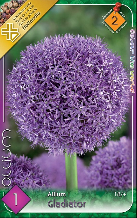 Allium Gladiator / Díszhagyma virághagyma
