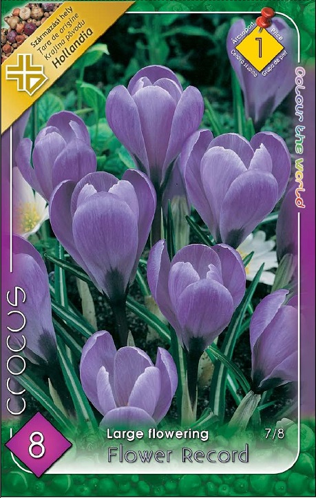 Crocus Flower Record / Krókusz virághagyma