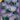 Crocus_Remembrance_viraghagyma