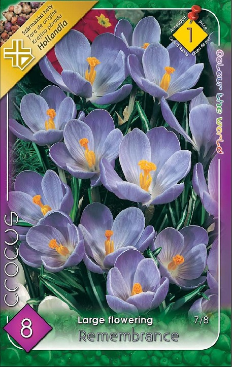 Crocus Remembrance / Krókusz virághagyma