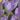 Crocus_Vanguard_viraghagyma