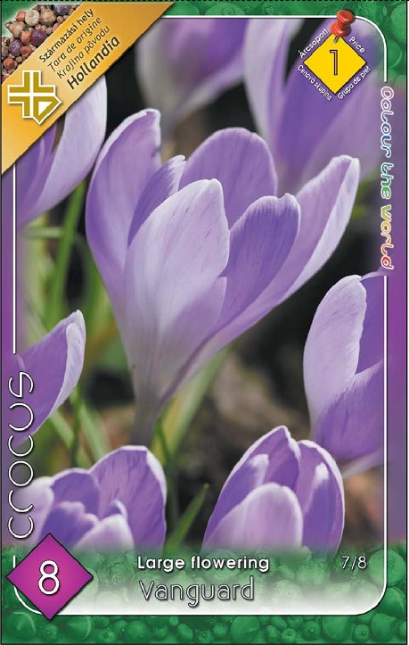 Crocus Vanguard / Krókusz virághagyma