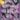 Crocus_speciosus_viraghagyma