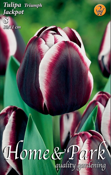 Jackpot / Tulipán virághagyma