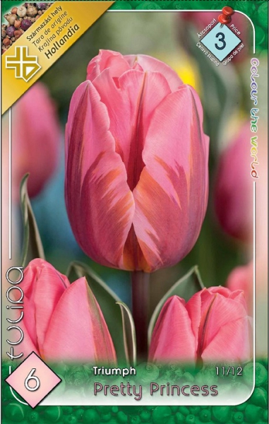 Pretty Princess / Tulipán virághagyma
