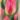 Tom_Pouce_tulipan_viraghagyma