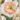 pink_wonder_narcisz_viraghagyma
