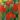 praestans_tulipan_viraghagyma