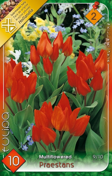Praestans / Tulipán virághagyma