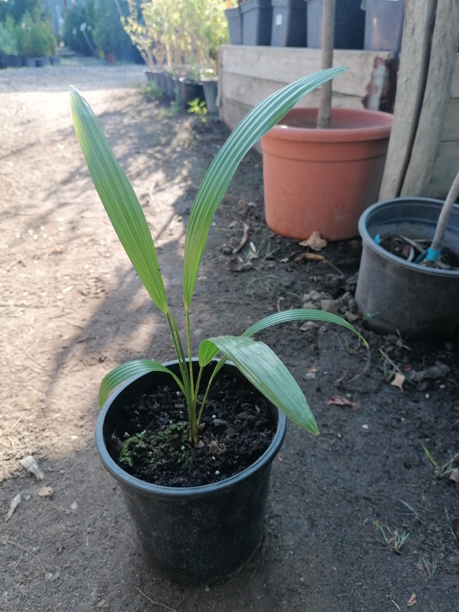 Trachycarpus fortunei / Kínai kenderpálma