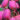 actinidia-arguta-bingo