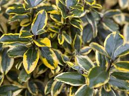 Elaeagnus ebbingei 'Gilt Edge' / Sárga-tarka levelű örökzöld ezüstfa