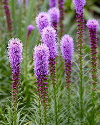 Liatris spicata 'Florastin Violet / Füzéres díszcsorba