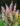 vitex-agnus-castus-pink-pinnacle_baratcserje