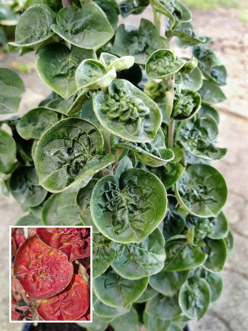 Cornus mas ’Medál’ / Húsos som