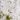 Phlox-subulata-Fabulous-White-arlevelu-langvirag