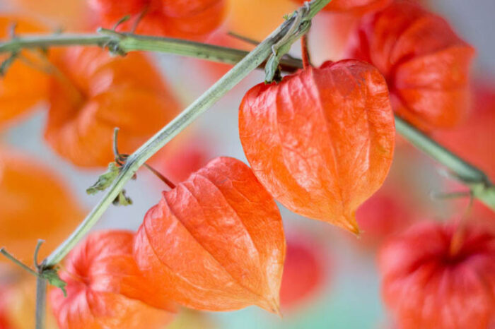 Physalis alkekengi var. franchetii / Kínai lampionvirág - Image 2