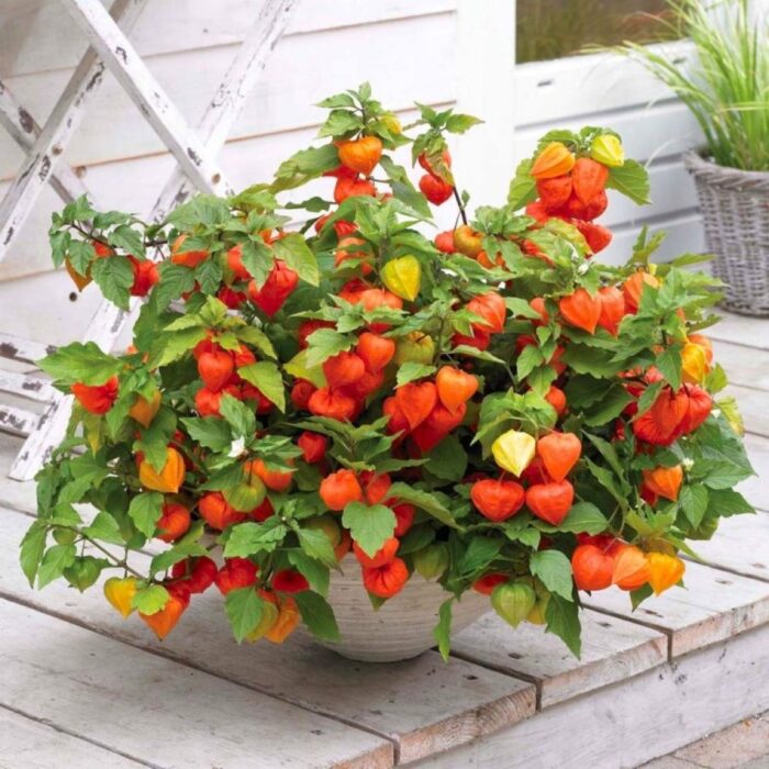 Physalis alkekengi var. franchetii / Kínai lampionvirág