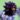 aquilegia-vulgaris-haranglab-black-barlow