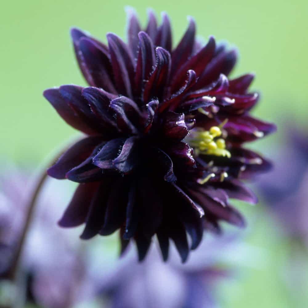 Aquilegia vulgaris 'Barlow Black' / Dupla szirmú fekete harangláb