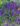 salvia-nemorosa-dark-matter-ligeti-zsalya